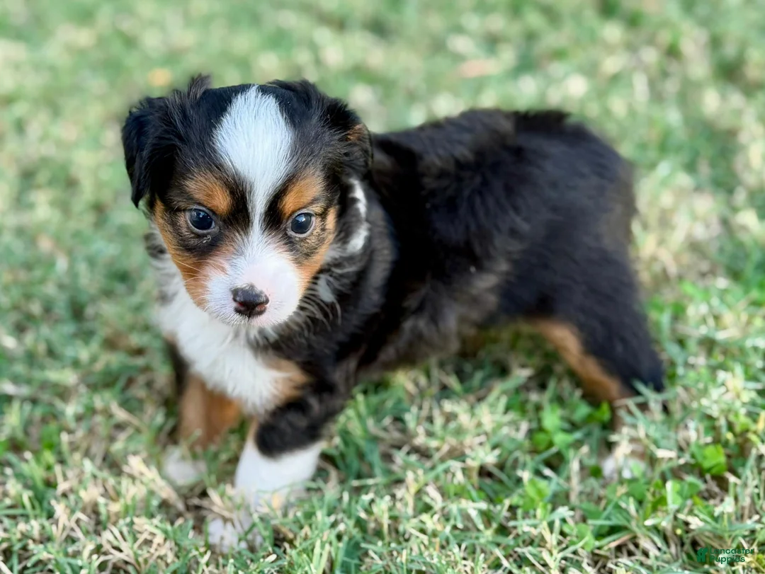 Toy Australian Shepherd dogs for sale: Luigi - Ad 2