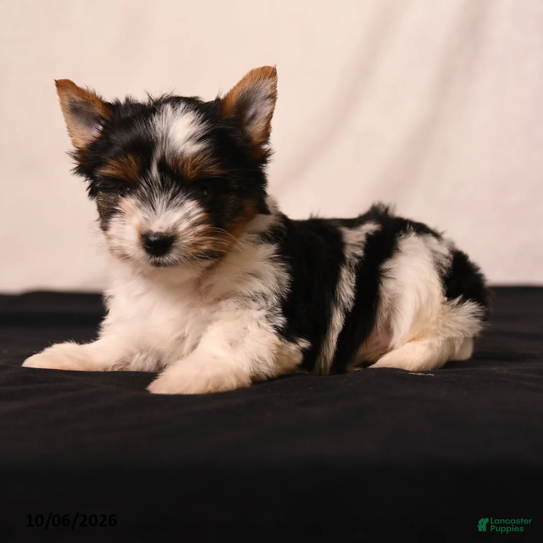 Biewer Terrier dogs for sale: Bella   - Ad 2