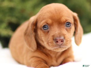 Dachshund dogs Harley - Ad 24