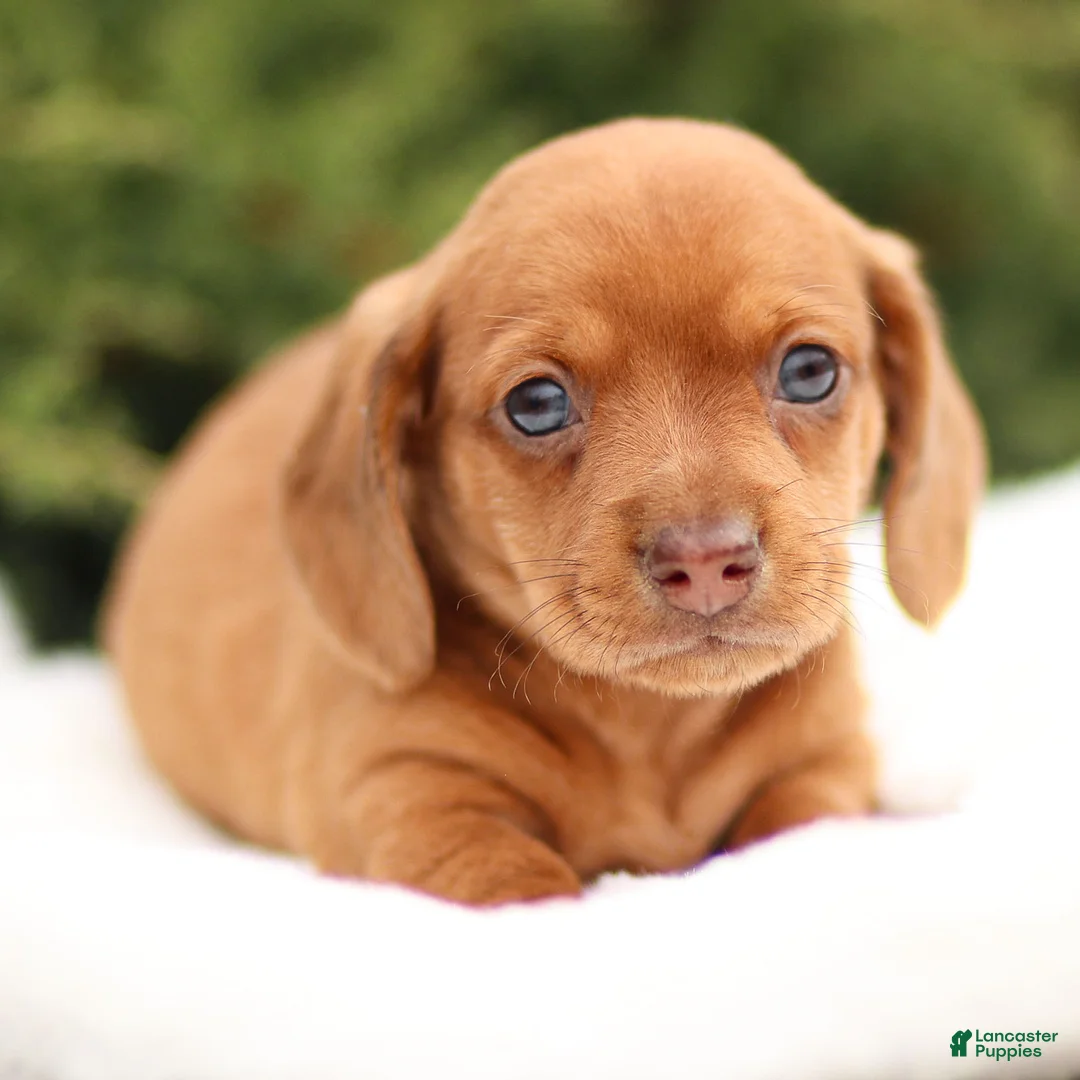 Dachshund dogs for sale: Harley - Ad 9