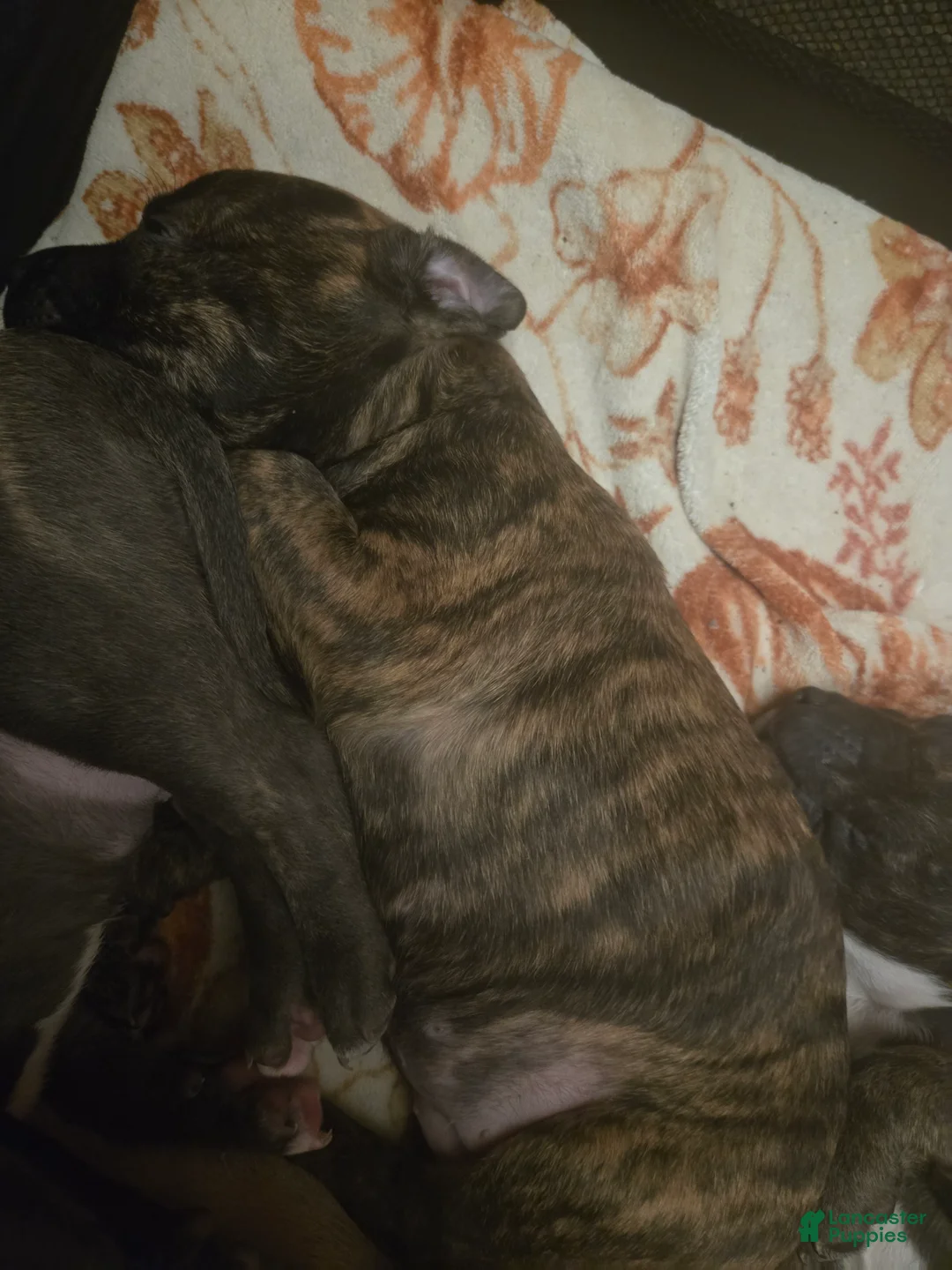 American Pit Bull Terrier dogs for sale: Artemis  - Ad 2