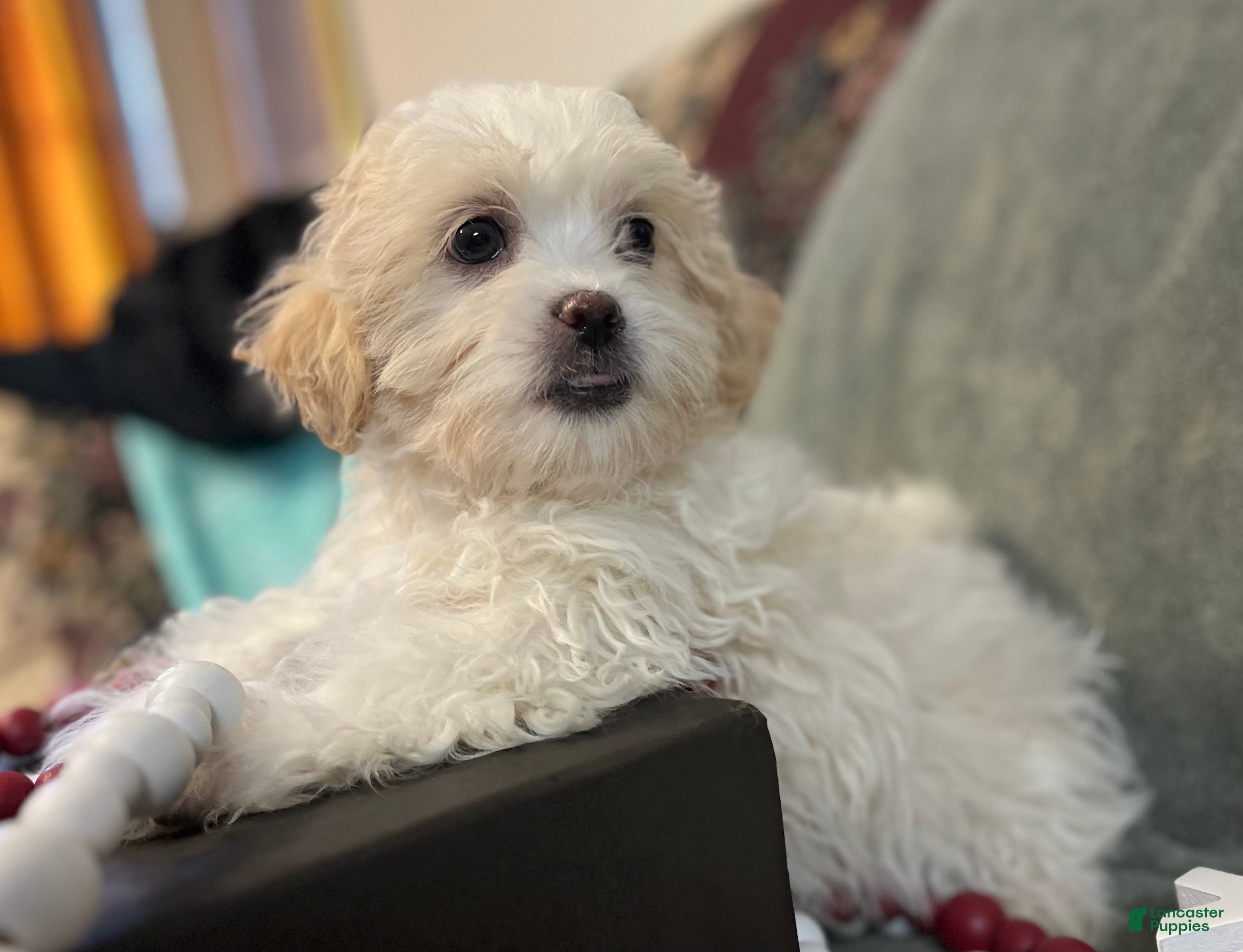 Shih Tzu dogs Etta - Ad 21