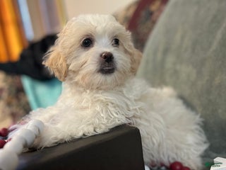 Shih Tzu dogs Etta - Ad 9