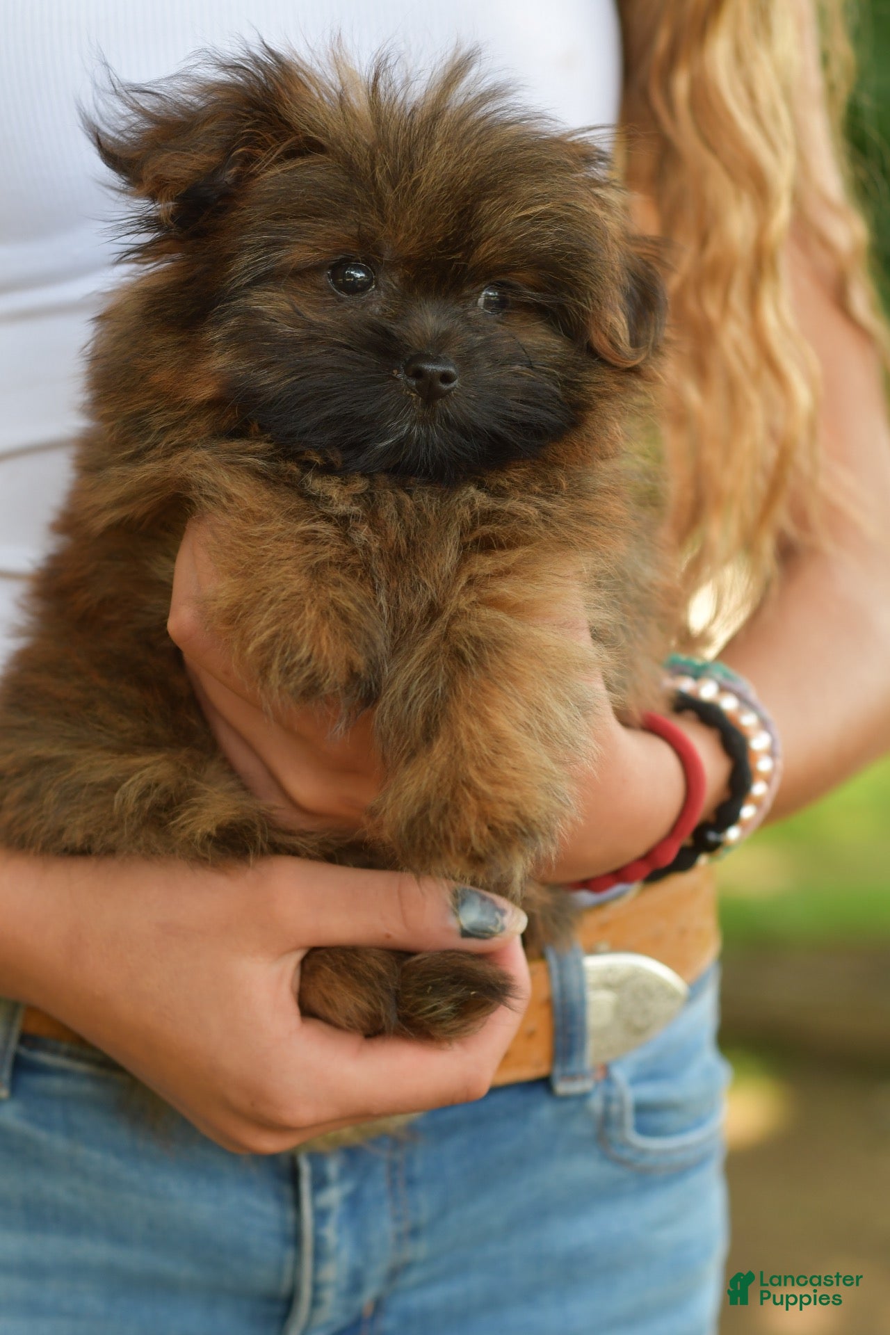 Mixed Breed dogs Pixsy (mini Chewbacca)  - Ad 2