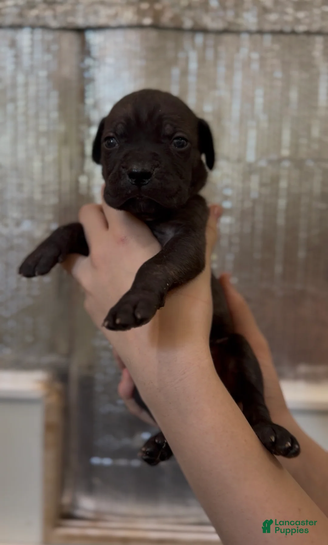 Cane Corso dogs for sale: Green collar - Ad 2