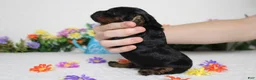 Cockapoo dogs for sale: Gelato - Ad 8