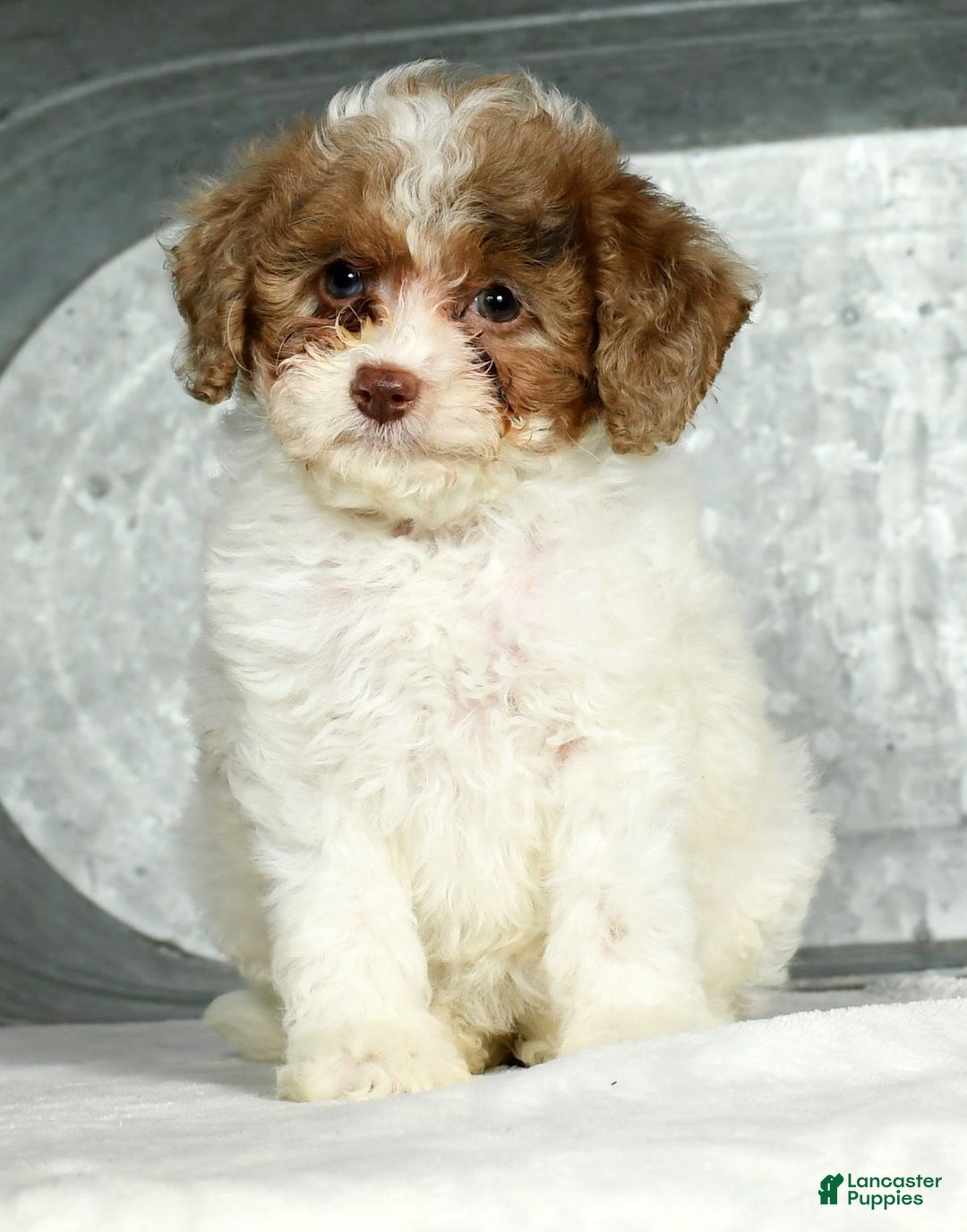 Miniature Poodle dogs for sale: Joy - Ad 1