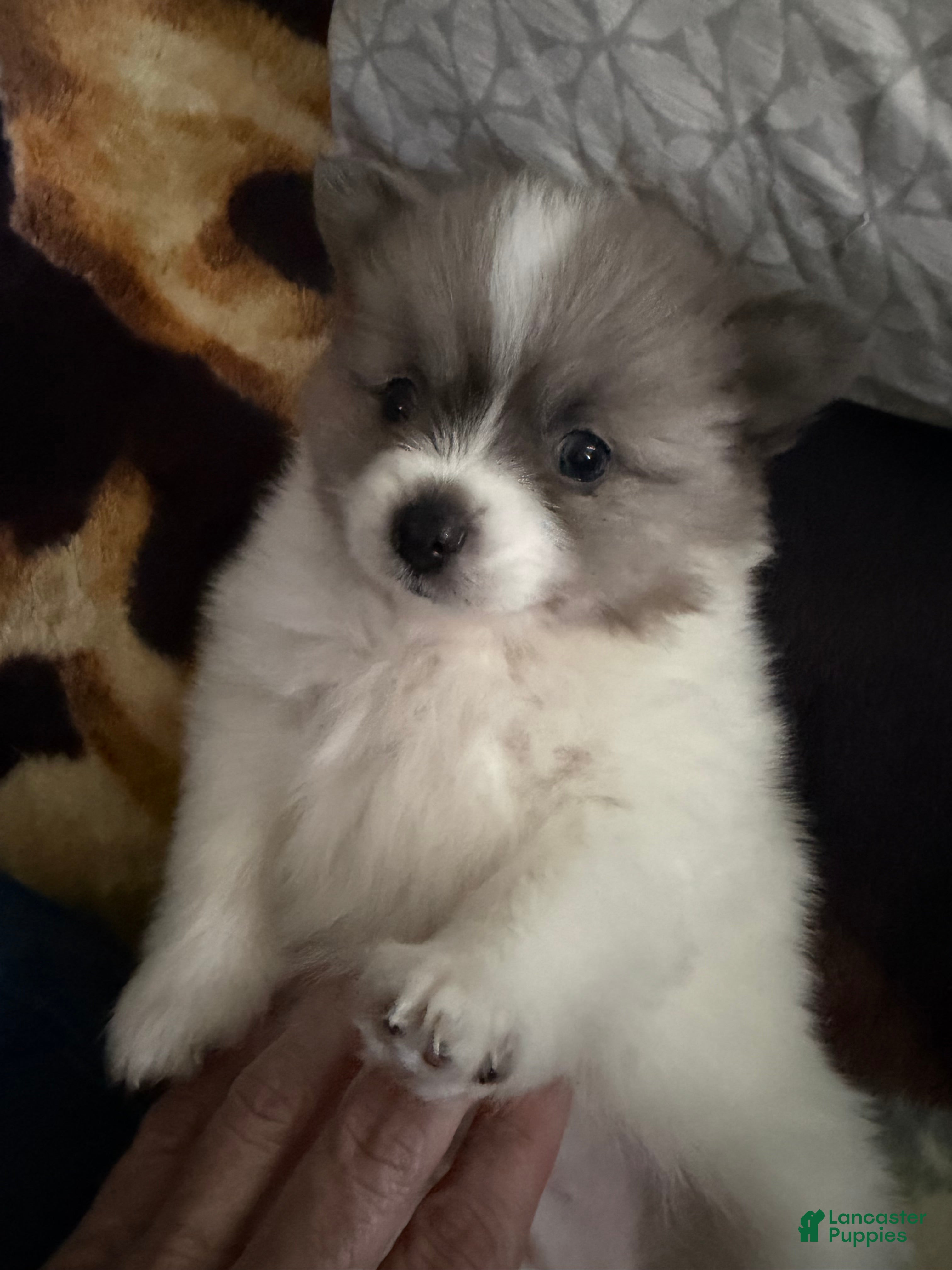 Pomeranian dogs for sale: Pomeranian Puppy 1 - Ad 1