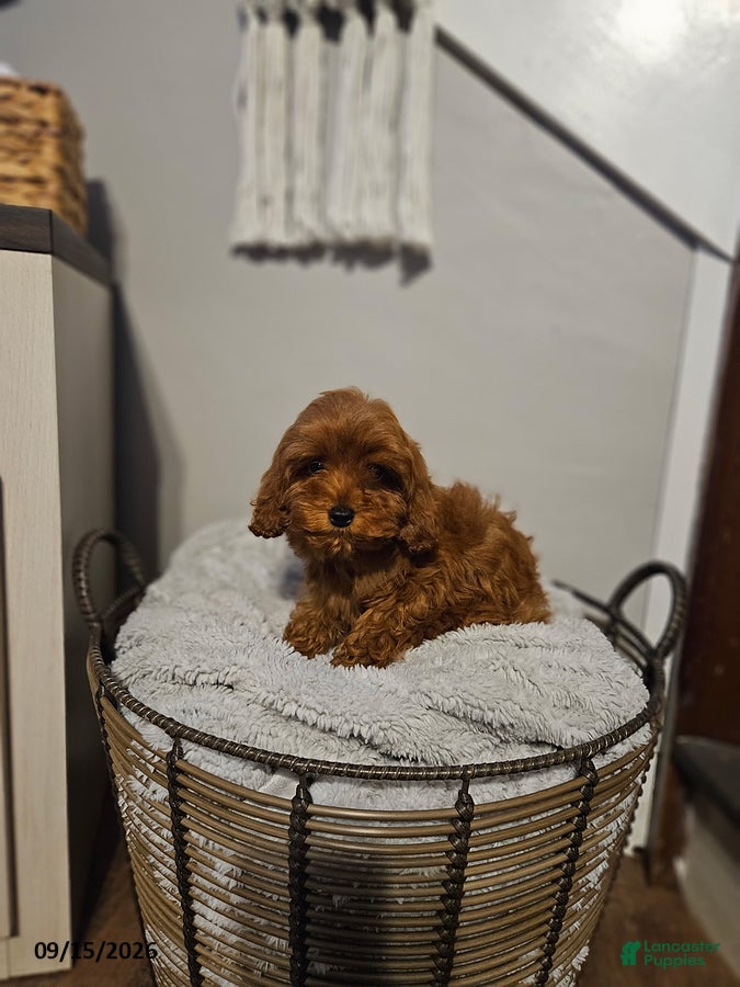 Cockapoo dogs Callie - Ad 2