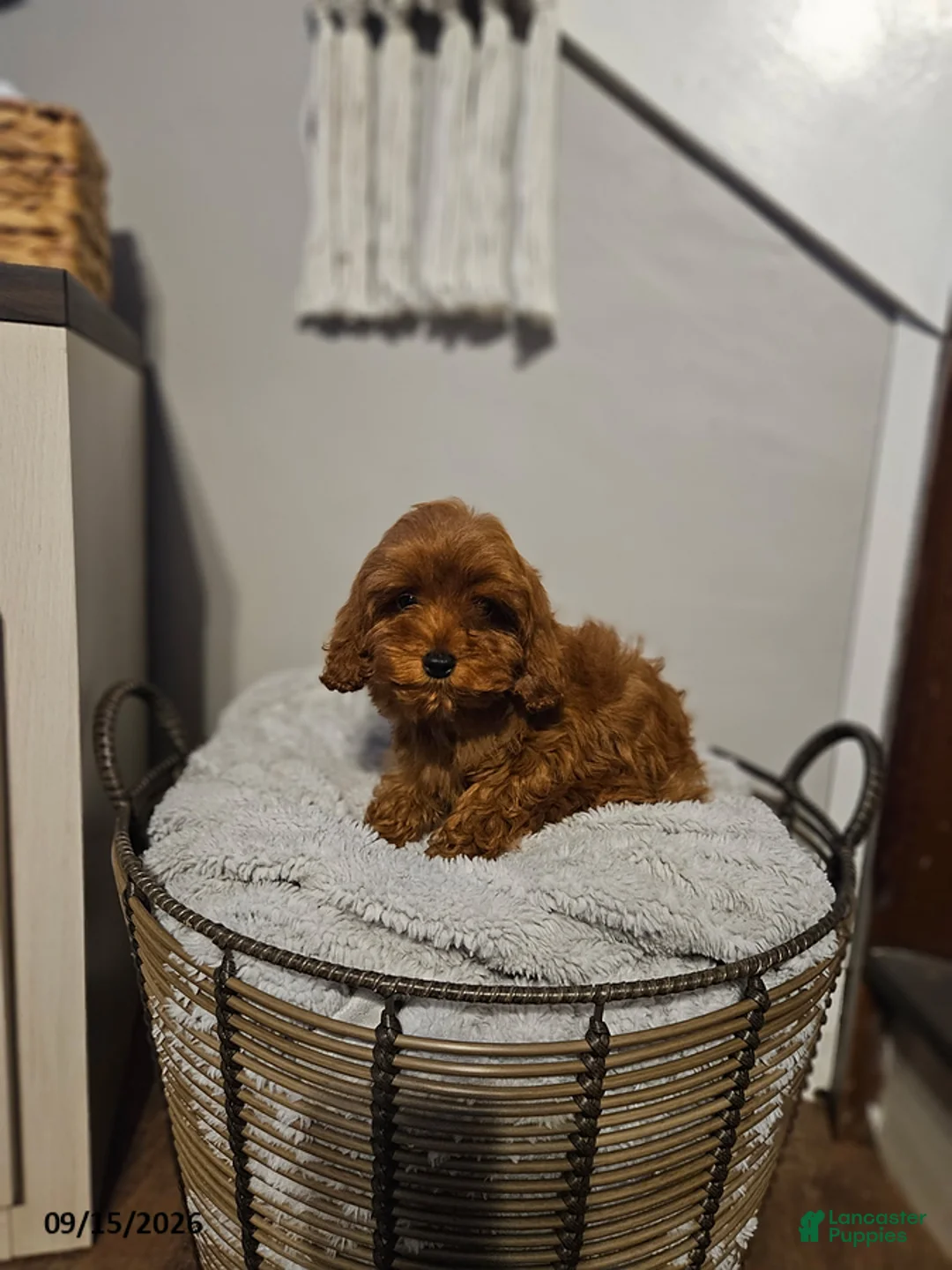 Cockapoo dogs for sale: Callie - Ad 2