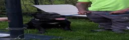 Cane Corso dogs for sale: Corso(Yellow collar) - Ad 7