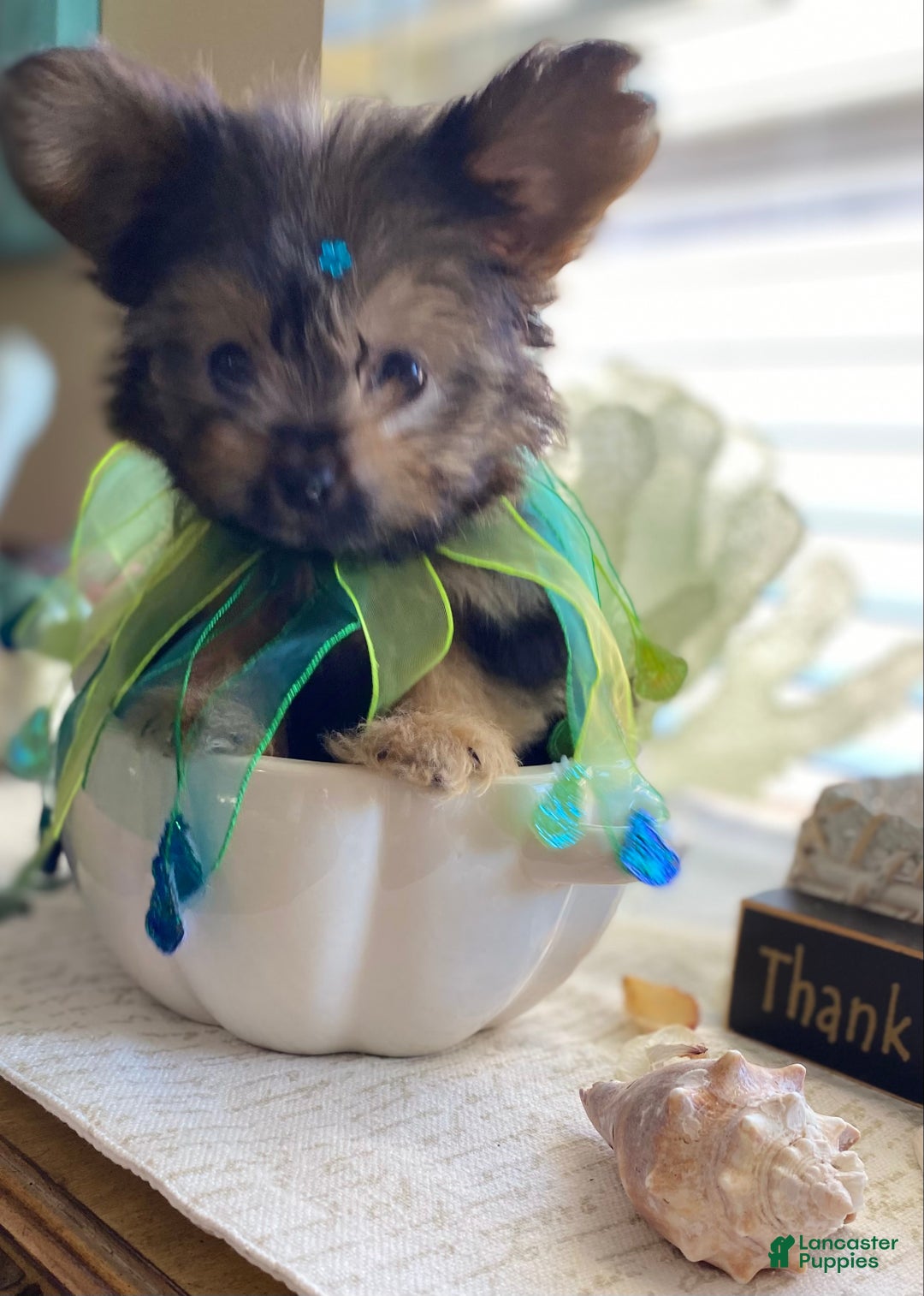 Shorkie dogs for sale: Shorkie Puppy 3 - Ad 9