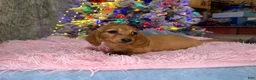 Miniature Dachshund dogs for sale: Russian red Triscuit larger - Ad 27