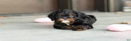 Cavapoo dogs for sale: Ash - Ad 4