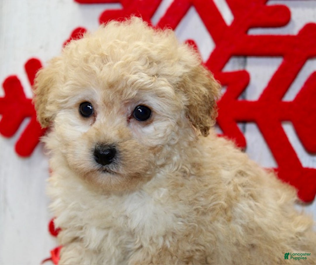 Miniature Poodle dogs for sale: Cookie - Ad 8