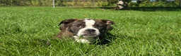 Olde English Bulldogge dogs for sale: Henry - Ad 3
