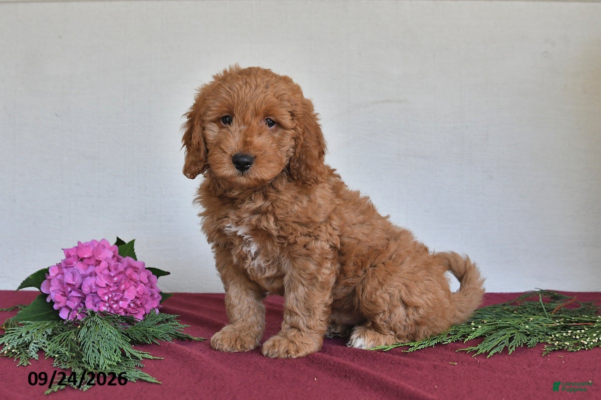 Mini Goldendoodle dogs Jasper - Ad 1
