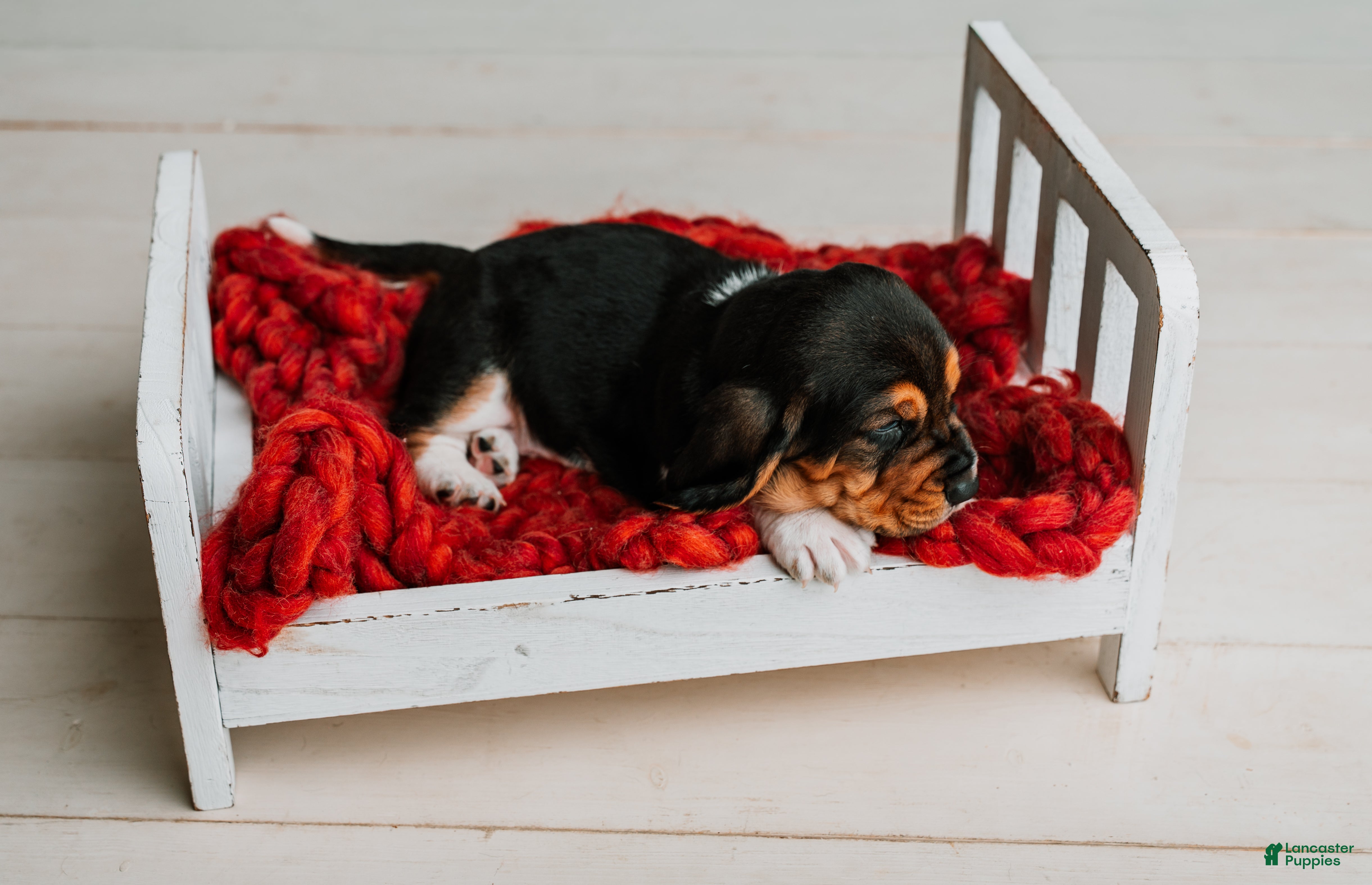 Basset Hound dogs Handsome Dan  - Ad 2