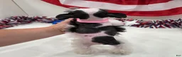 Miniature Schnauzer dogs for sale: Grace black parti  - Ad 3