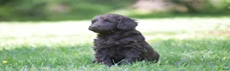 Portuguese Water Dog dogs for sale: Magnolia - Ad 16