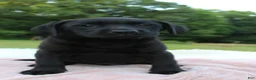 Labrador Retriever dogs for sale: Azure - Ad 5