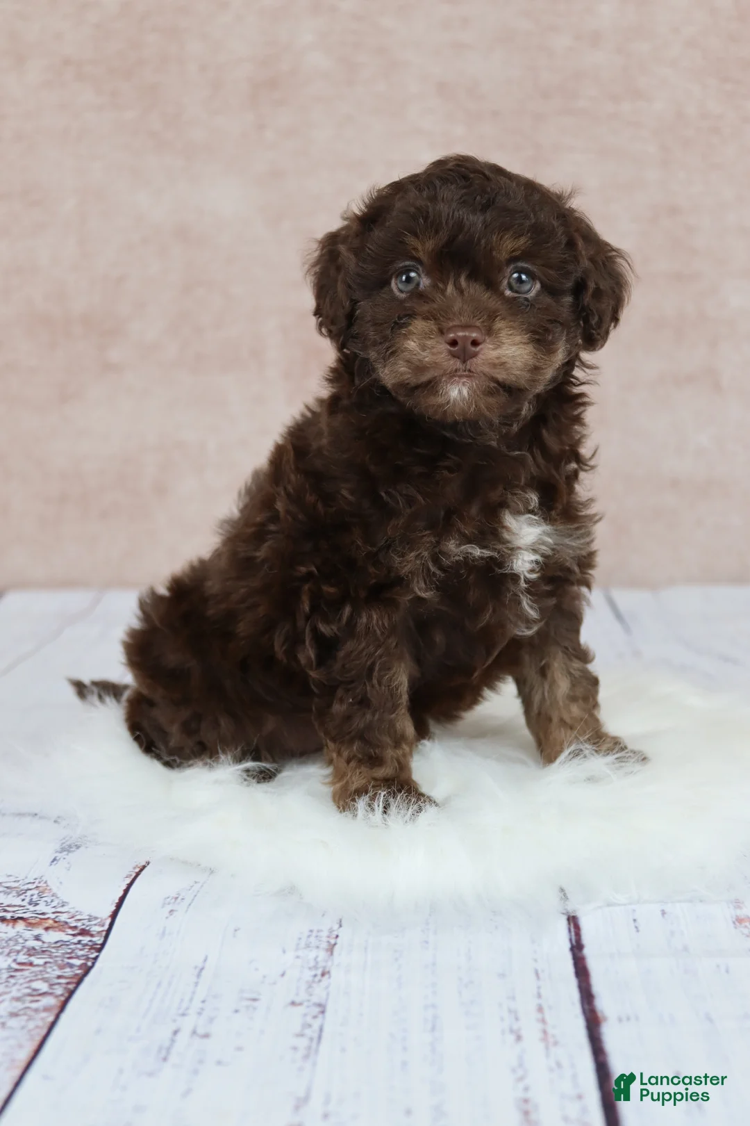 Cavapoo dogs for sale: F1B  Coco - Ad 2