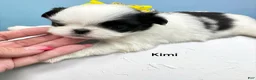 Japanese Chin dogs for sale: Kimi - Ad 4