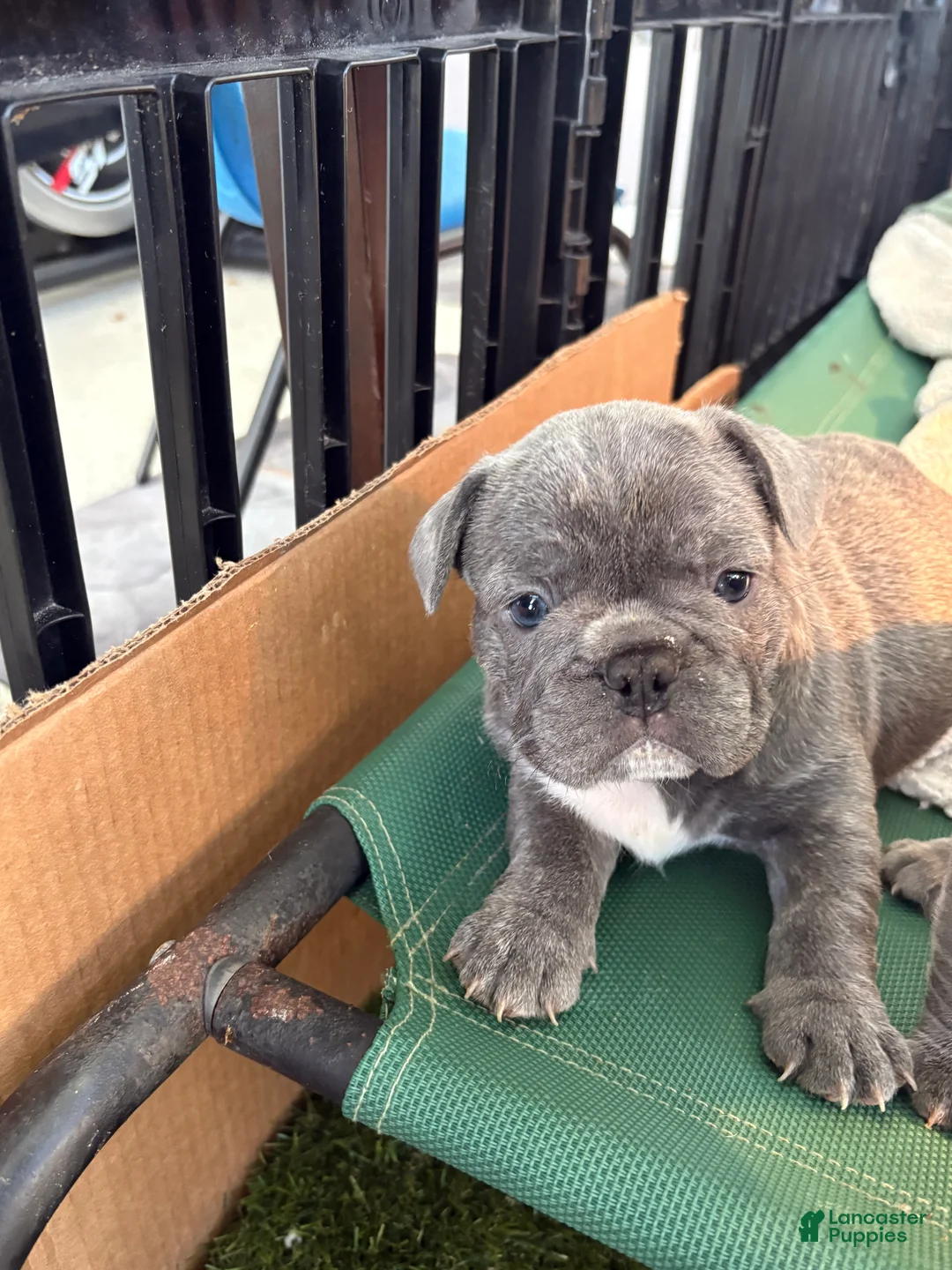 French Bulldog dogs for sale: Nico - Ad 2