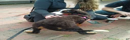 Bernese Mountain Dog dogs for sale: Bernese Mountain Dog 2 - Ad 5