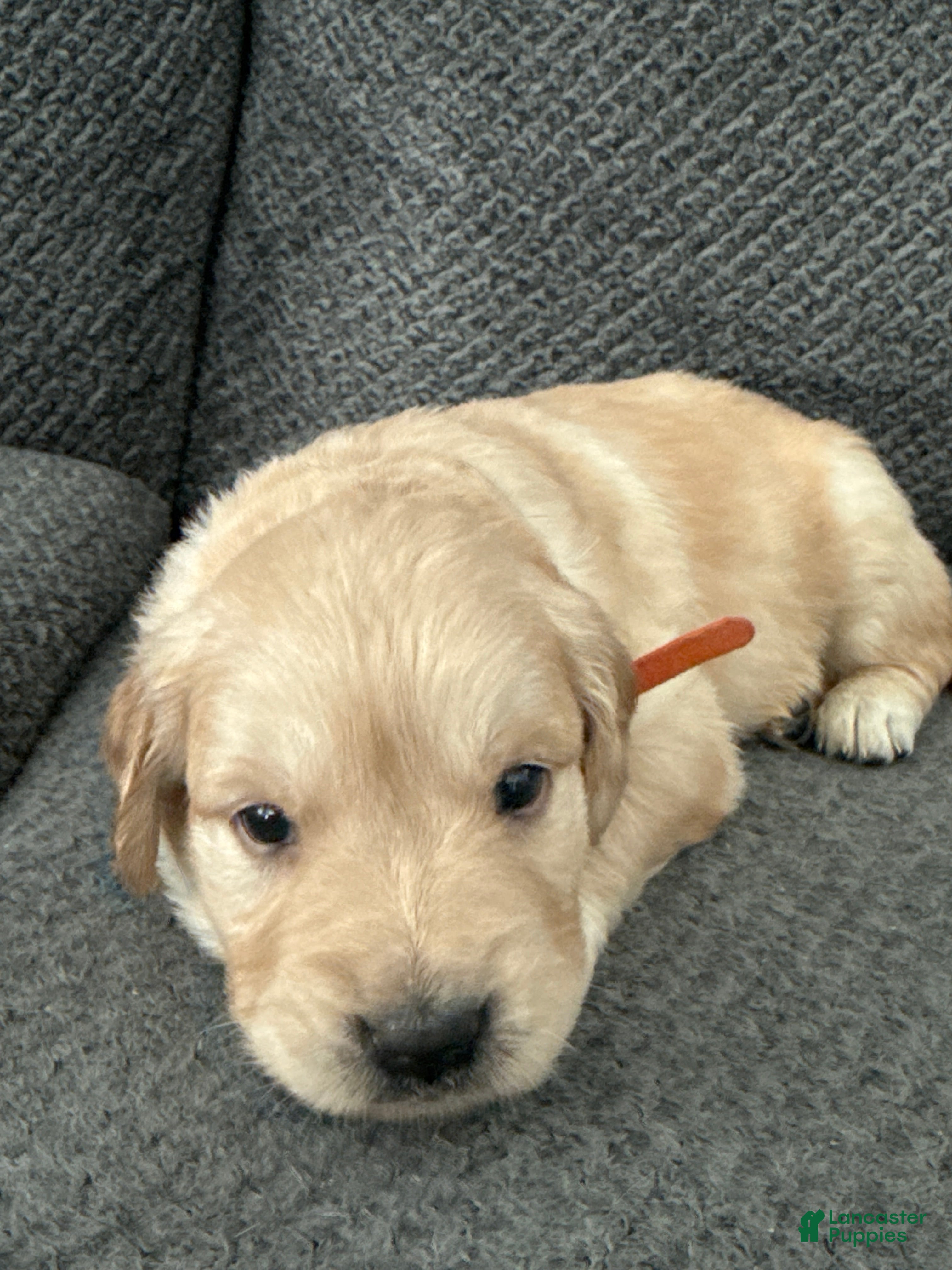 Golden Retriever dogs Golden Retriever Puppy 7 - Ad 20