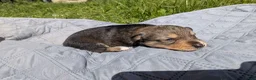Mixed Breed dogs for sale: No collar  - Ad 5