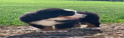 Bernese Mountain Dog dogs for sale: SweetPea - Ad 9