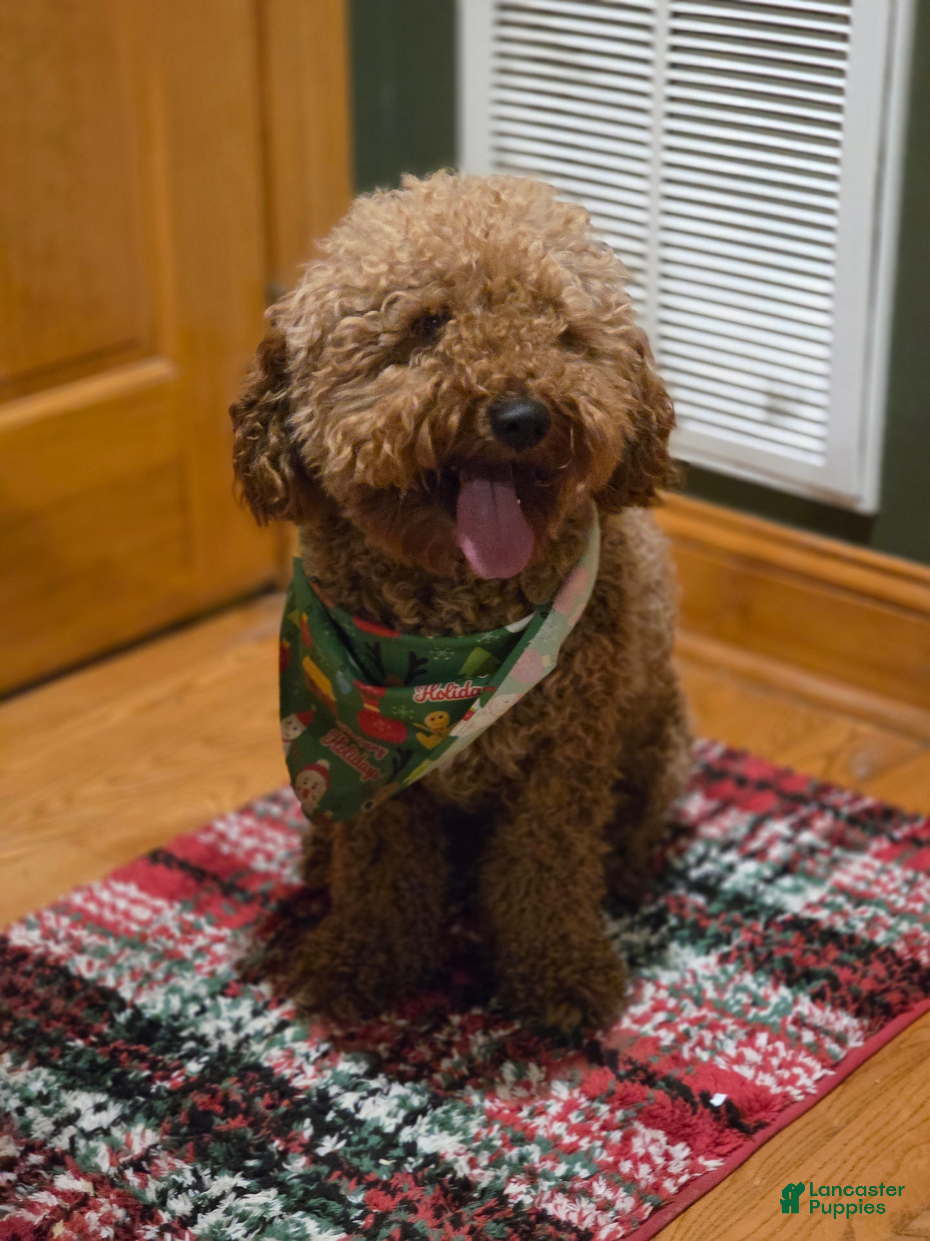 Goldendoodle dogs Benji  - Ad 20