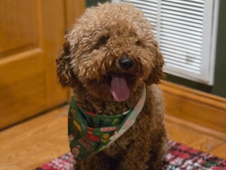 Goldendoodle dogs Benji - Ad 20