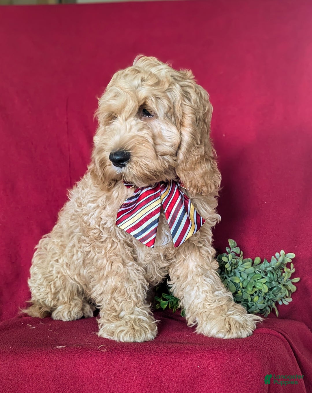 Cockapoo dogs for sale: Leon - Ad 3
