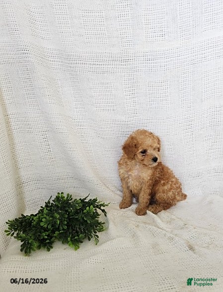 Toy Poodle dogs Penny - Ad 2