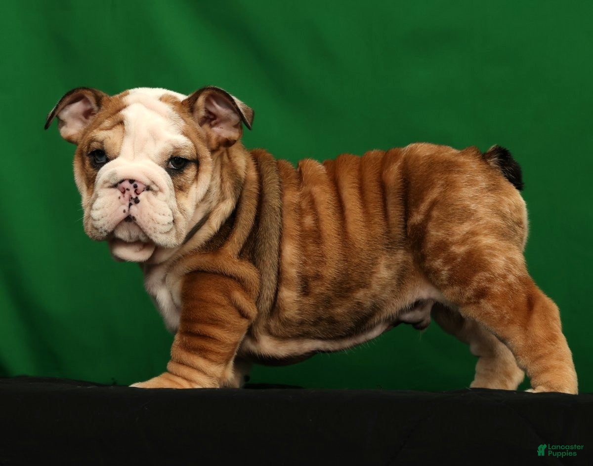 English Bulldog dogs Diesel - Ad 2