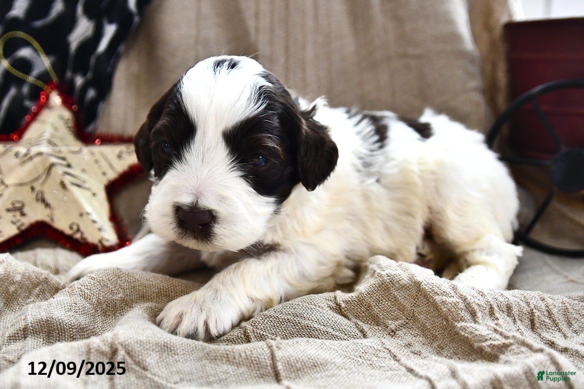 Portuguese Water Dog dogs Dazzle  - Ad 2