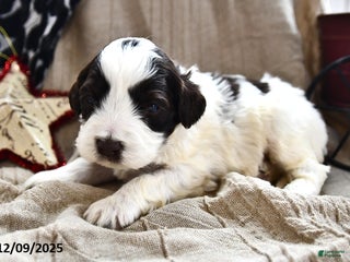 Portuguese Water Dog dogs for sale: Dazzle - Ad 1