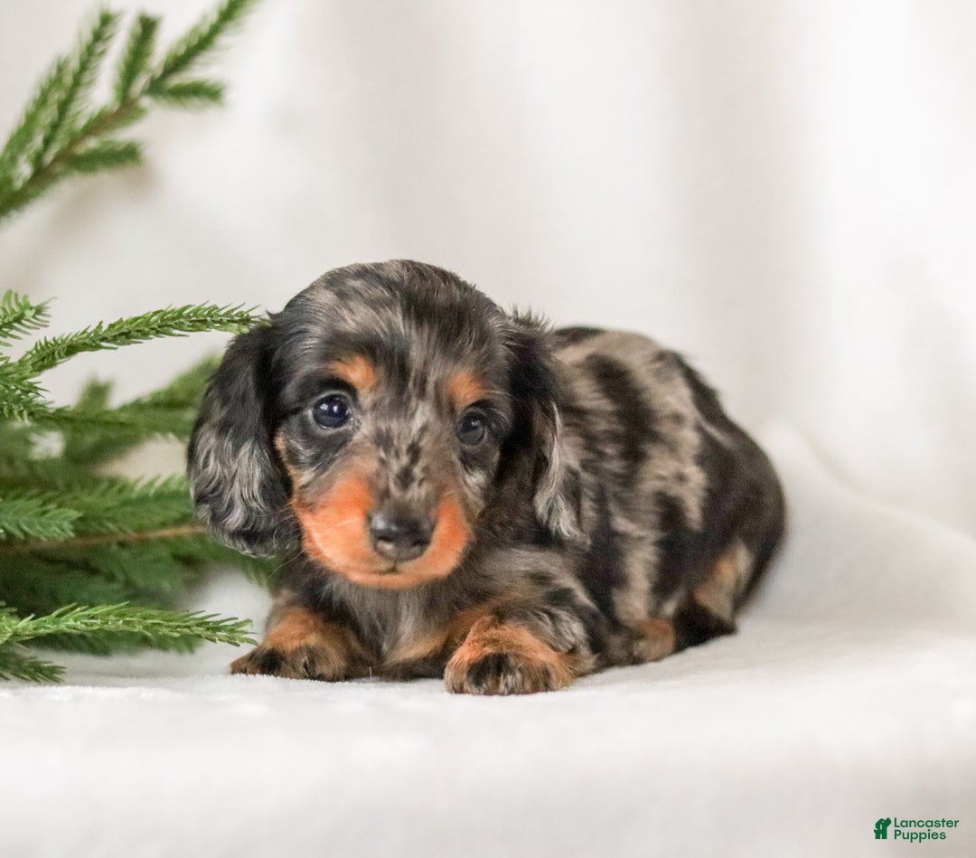 Miniature Dachshund dogs for sale: Izza - Ad 1