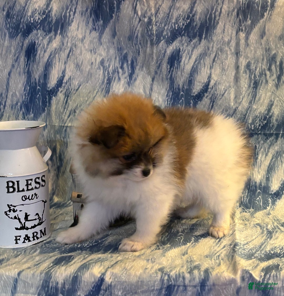 Pomeranian dogs for sale: Sam - Ad 3