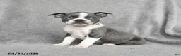 Boston Terrier dogs for sale: Tristian - Ad 4