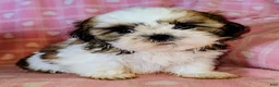 Shih Tzu dogs for sale: Star - Ad 7