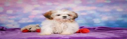 Shih Tzu dogs for sale: Bella - Ad 9