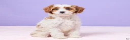 Cavapoo dogs for sale: Clementine - Ad 3