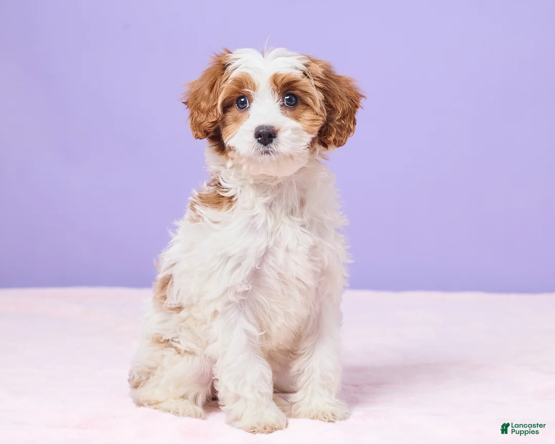 Cavapoo dogs for sale: Clementine - Ad 3
