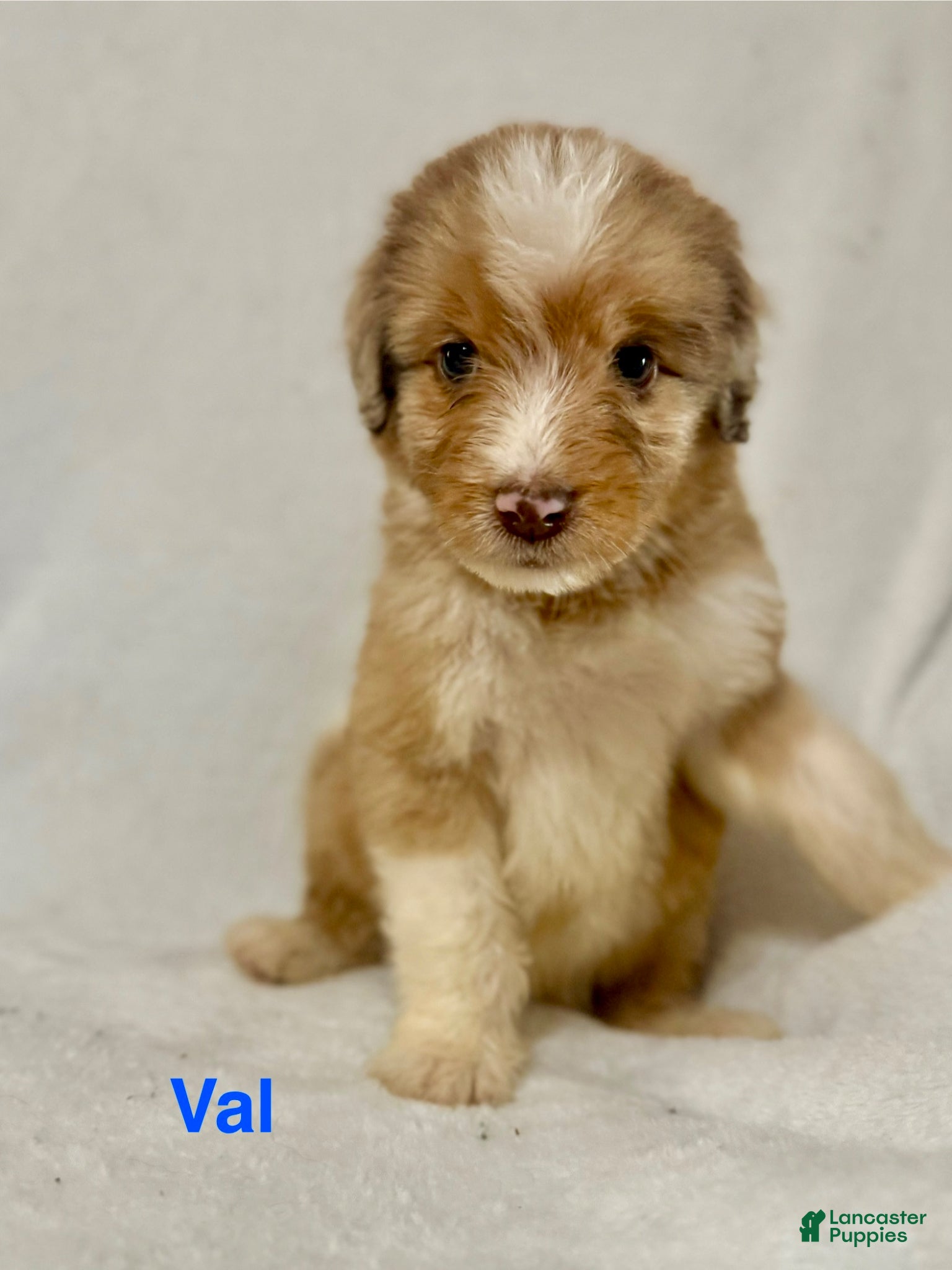 Aussiedoodle dogs Val  - Ad 1