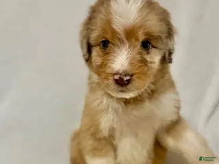 Aussiedoodle dogs for sale: Val - Ad 3