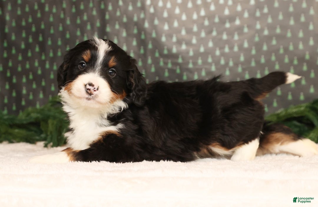 Mini Bernedoodle dogs for sale: Ranger - Ad 5