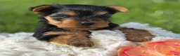 Yorkshire Terrier dogs for sale: Hershey - Ad 3